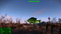 Fallout 4 MM Fischarten Bluegill Irradiated.webp