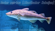 Typus Atlantischer Kabeljau.webp
