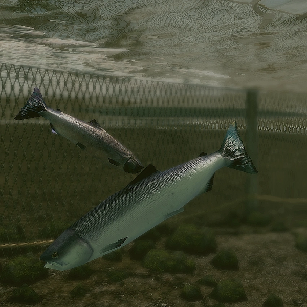 Datei:Skyrim SSE Lachs.webp