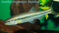 Typus Bachdöbel.webp