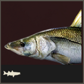Icon Snook 165x165.png
