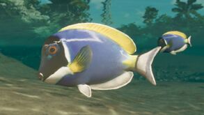 Dekofisch AcanthurusLeucosternon.jpg