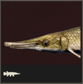 Icon Kaimanfisch 165x165.png