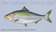 Typus American Shad.webp