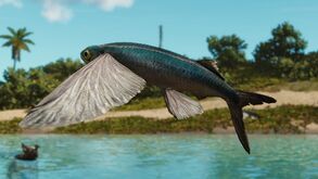 Dekofisch CheilopogonB.jpg