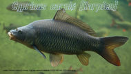 Typus Karpfen.webp
