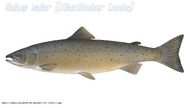 Typus Atlantischer Lachs.webp