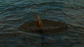 Dekofisch Sprung-2.jpg