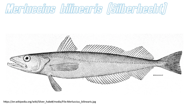 Datei:Typus Silberhecht.webp