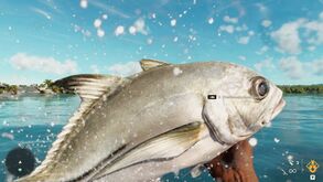 Angeln Pferdemakrele.jpg