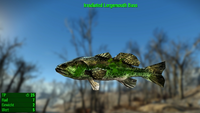 Fallout 4 MM Fischarten Largemouth Bass Irradiated.webp