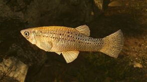 Dekofisch GambusiaPunctata.jpg