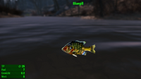Fallout 4 MM Fischarten Bluegill.webp